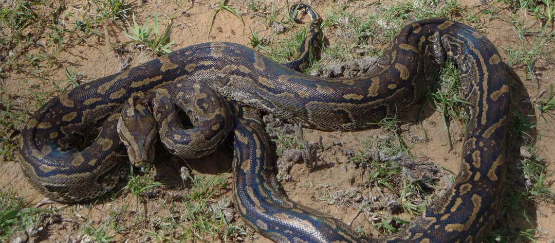 Python hunting