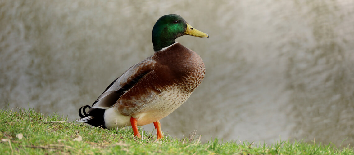 Mallard Duck hunting