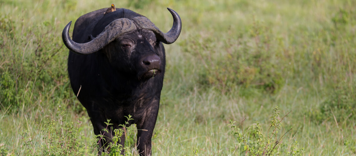 Buffalo hunting