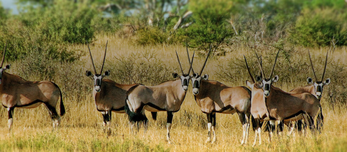 Kalahari Rangers CC