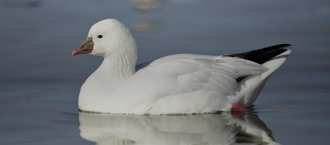 Ross's Goose hunting
