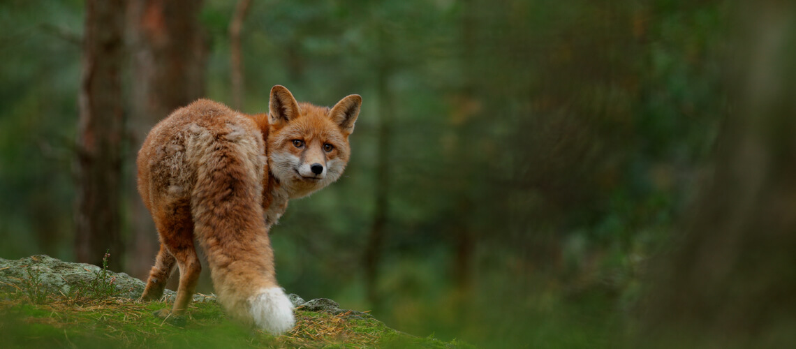 Fox hunting