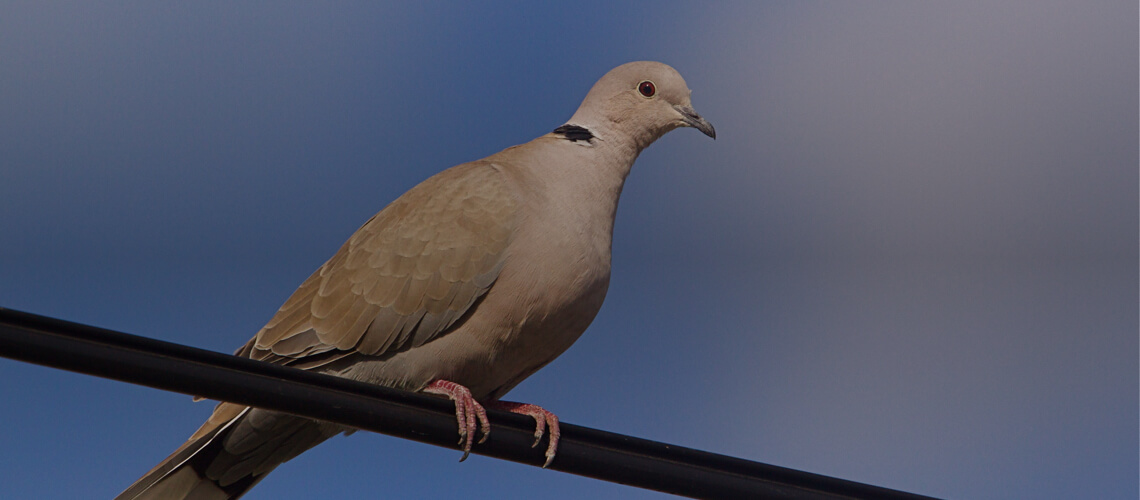 Dove hunting