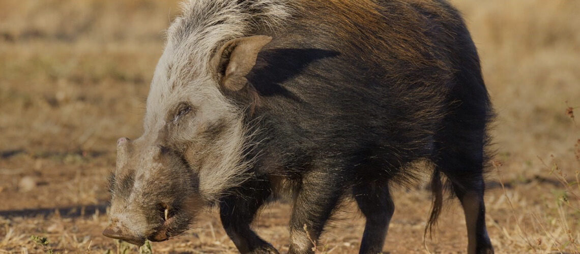 Bushpig hunting