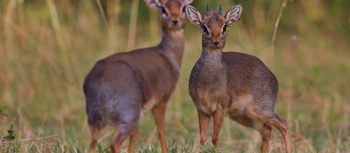 Kirk's Dik-Dik hunting