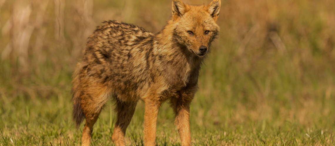 Golden Jackal hunting