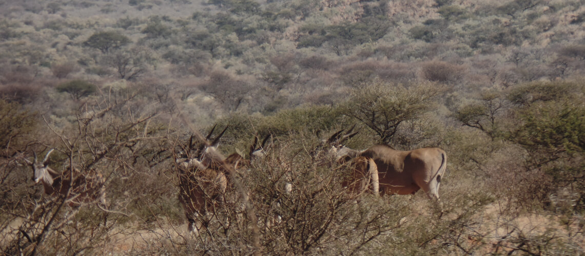 Shaka Afrika Trophy Safaris