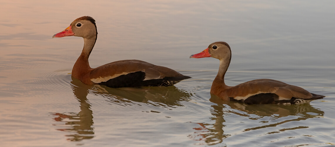 Black-Bellied Whistling Duck hunting