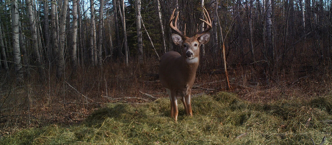 Northern Saskatchewan Wilderness Hunts