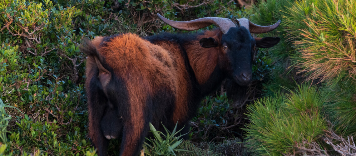 Balearian Goat hunting