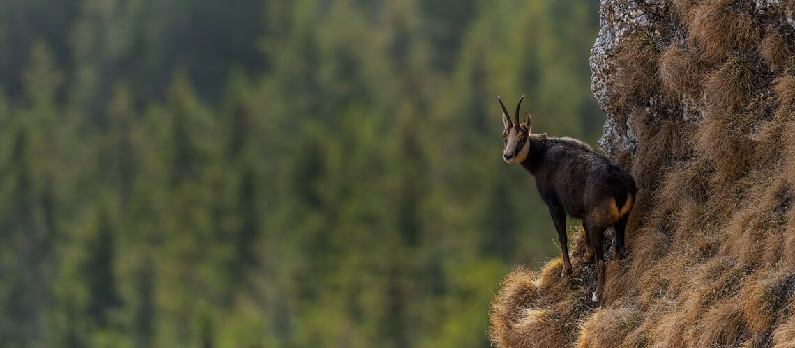 Chamois hunting