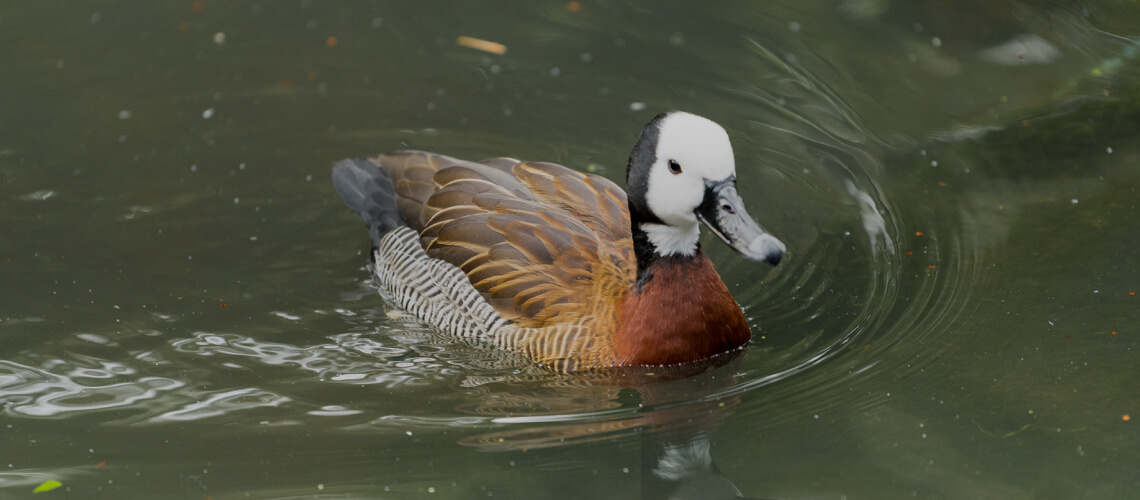White-Faced Whistling Duck hunting