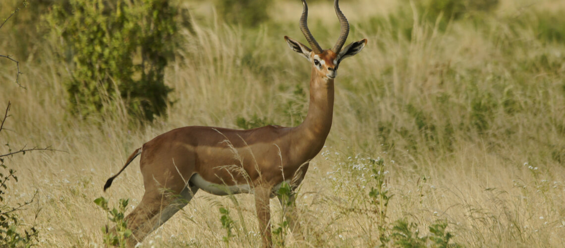 Giraffengazelle jagen