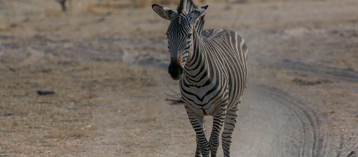 Crawshay's Zebra hunting