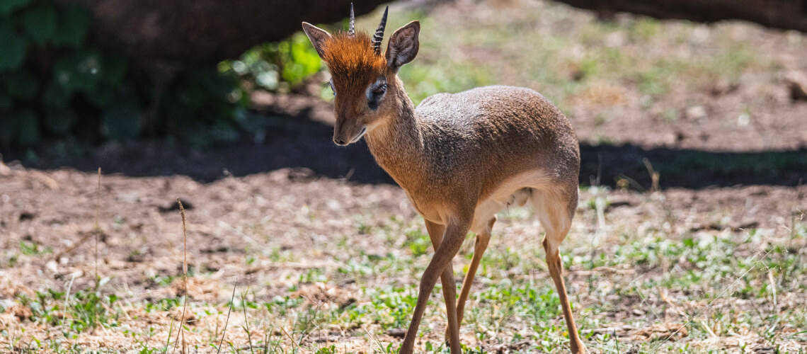 Dik-Dik hunting