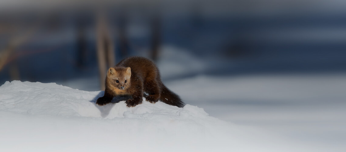 Russian Sable hunting