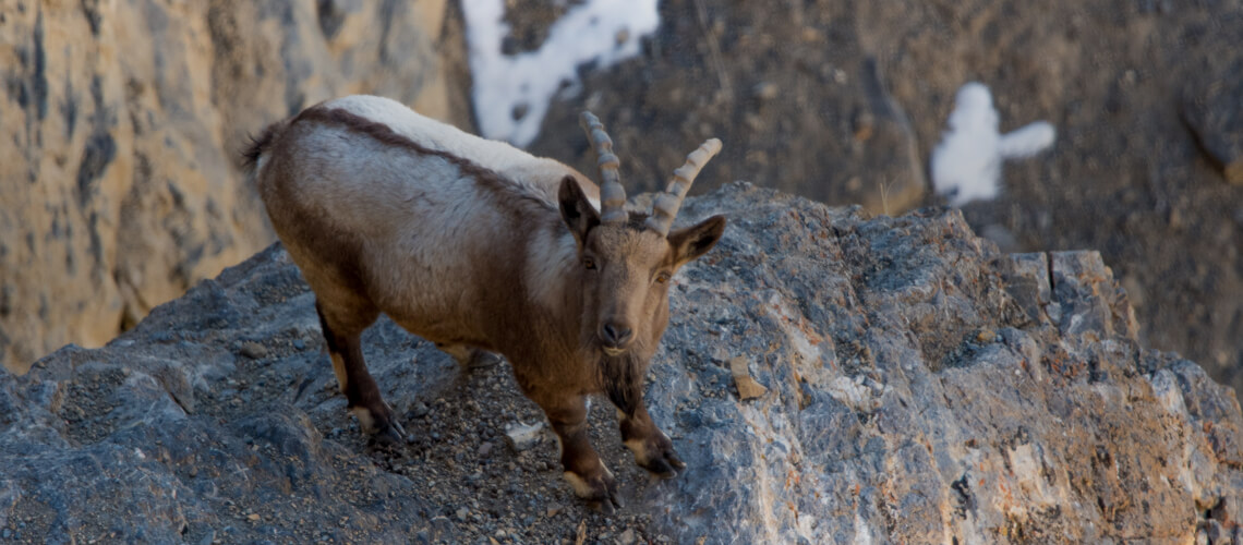 Himalaya Steinbock jagen