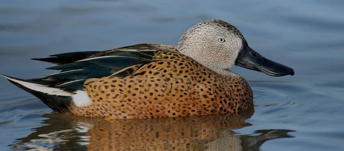 Red Shoveler Duck hunting