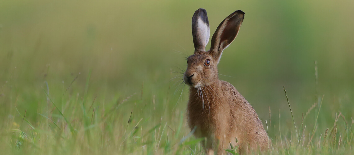 Hare hunting