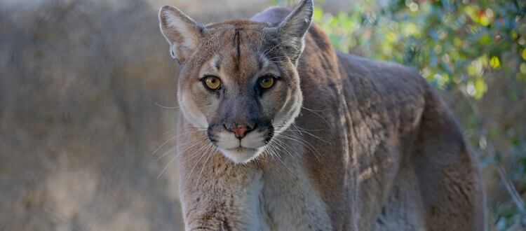 Predators hunt in United States