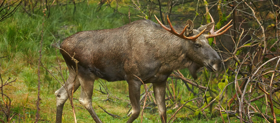 European Moose hunting