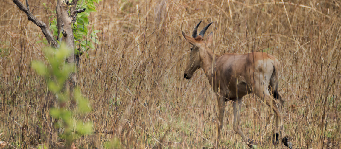 Western Hartebeest hunting