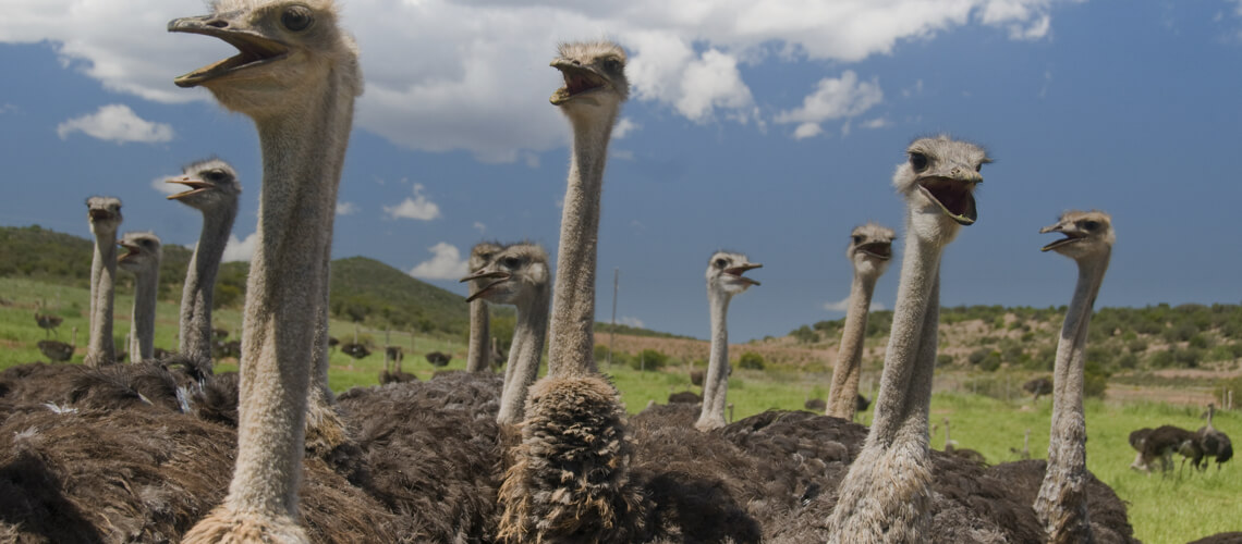 Ostrich hunting