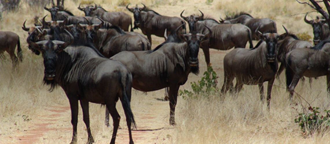 Ekongo Hunting Ranch