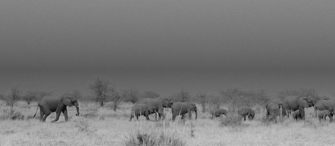 Allan Cilliers Hunting Safaris