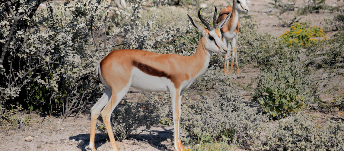 Springbok hunting
