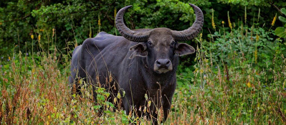 Water Buffalo hunting