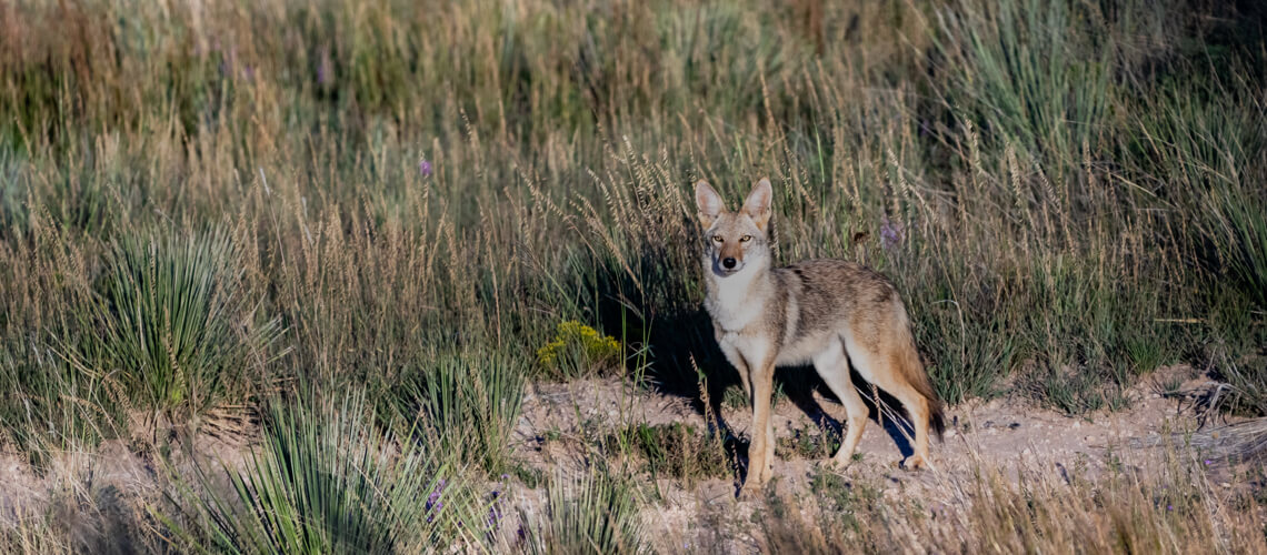 Coyote hunting