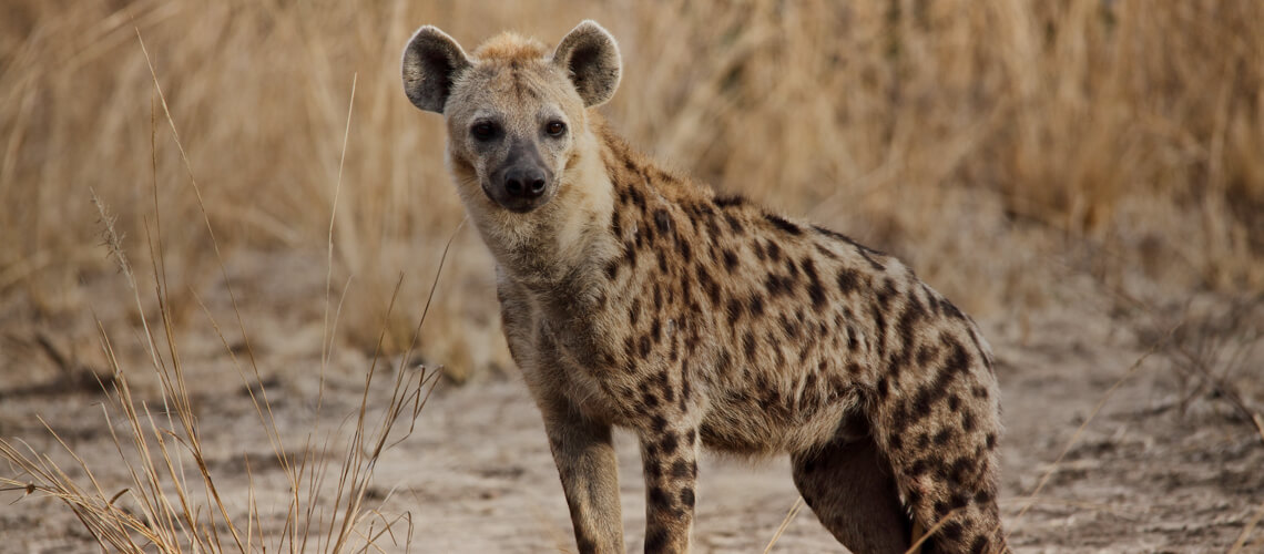 Hyena hunting