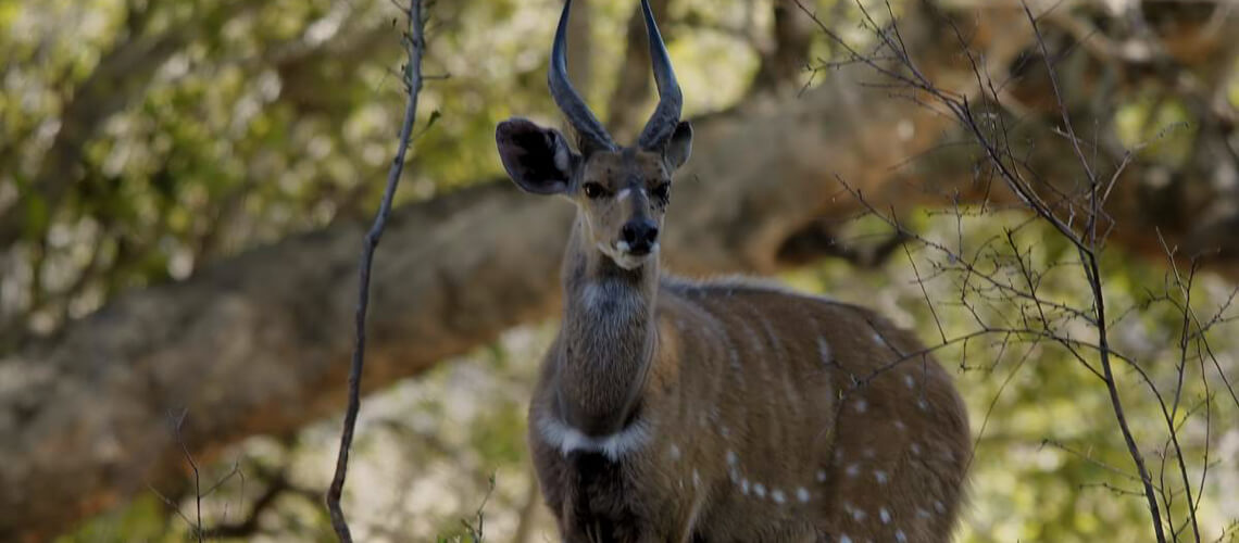 Harnessed Bushbuck hunting