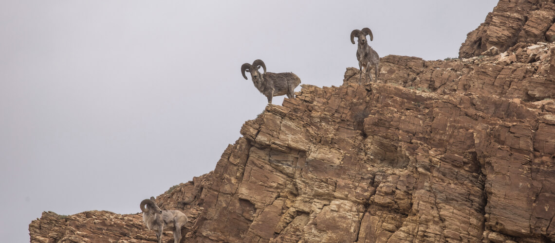 Argali hunting