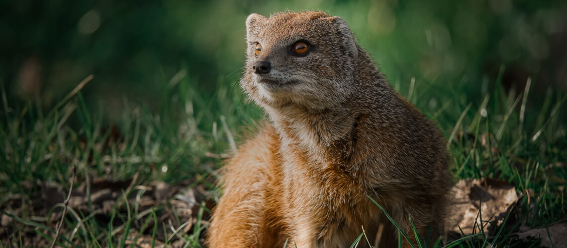 Mongoose hunting