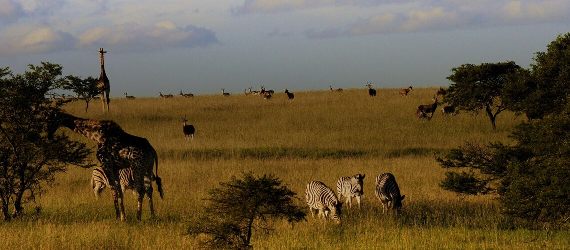 LJ Hunting Safaris