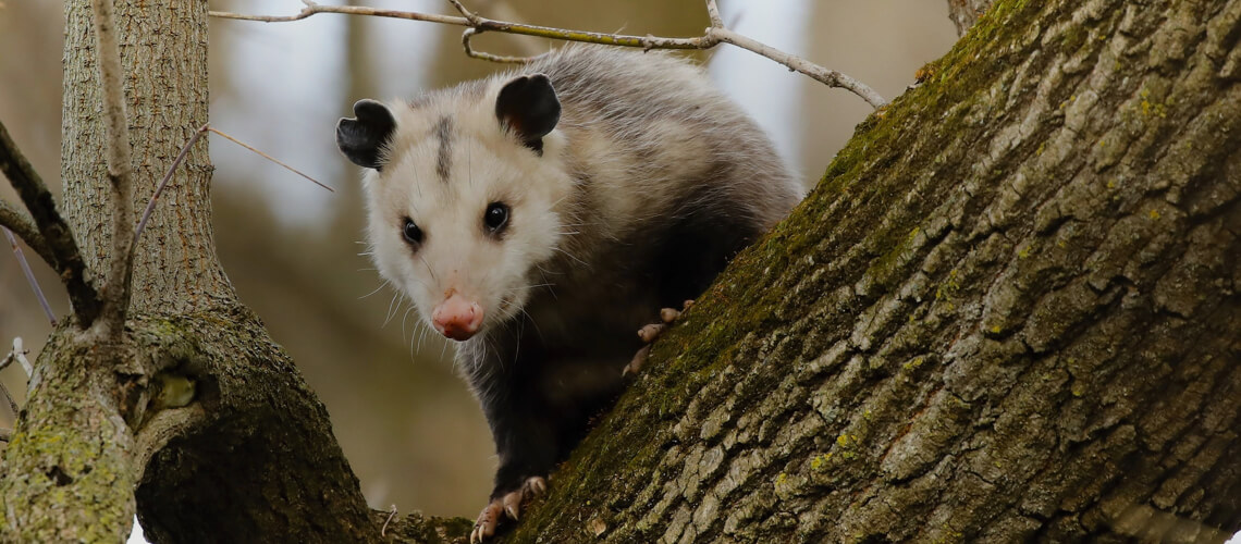 Opossum hunting