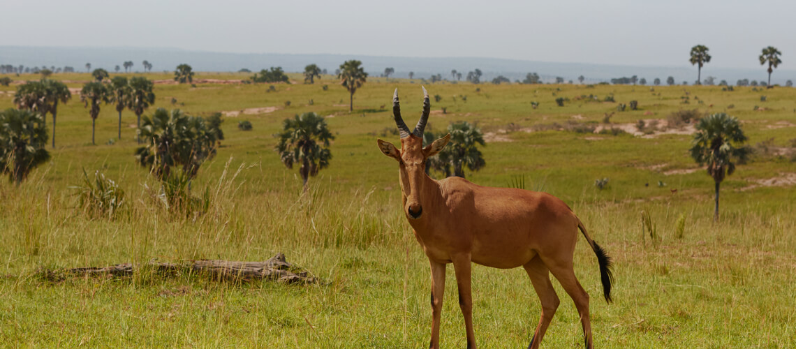 Jackson's Hartebeest hunting