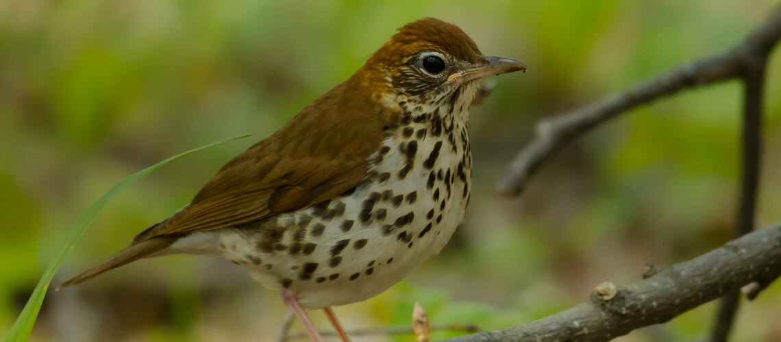 Thrush hunting