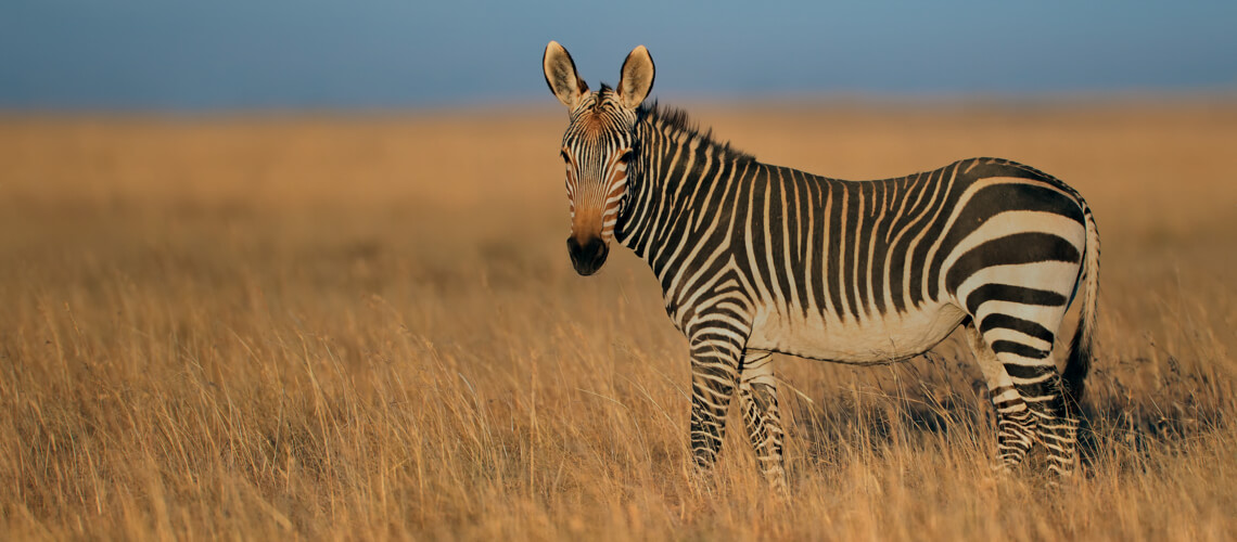 Cape Mountain Zebra hunting