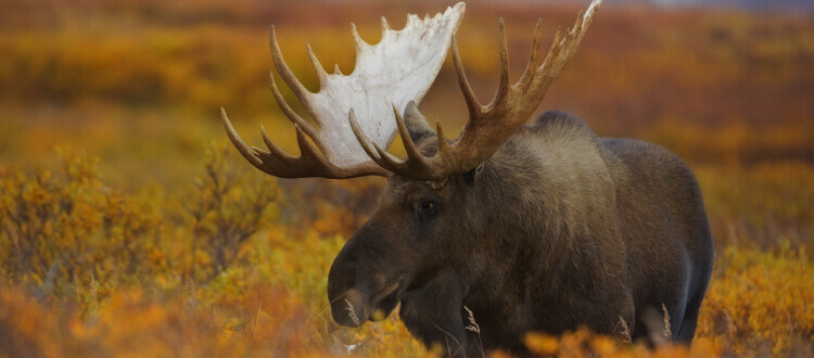 Big Game hunt in Canada