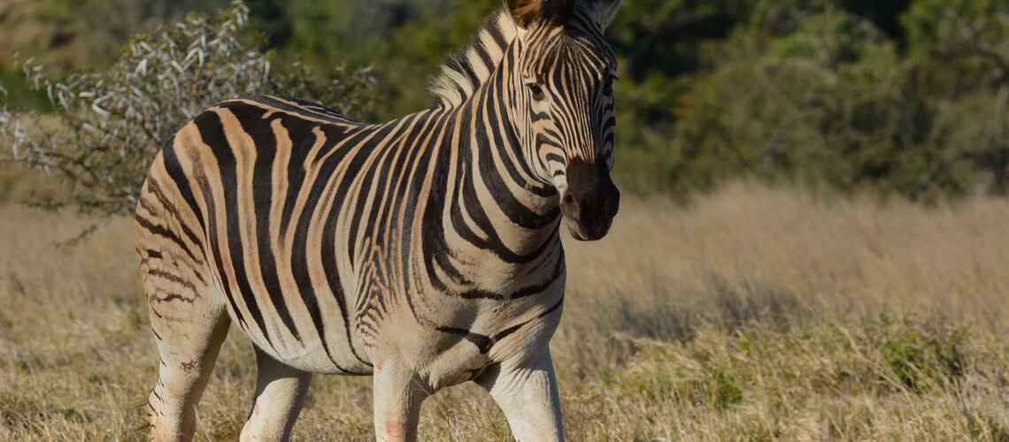 Burchell Zebra