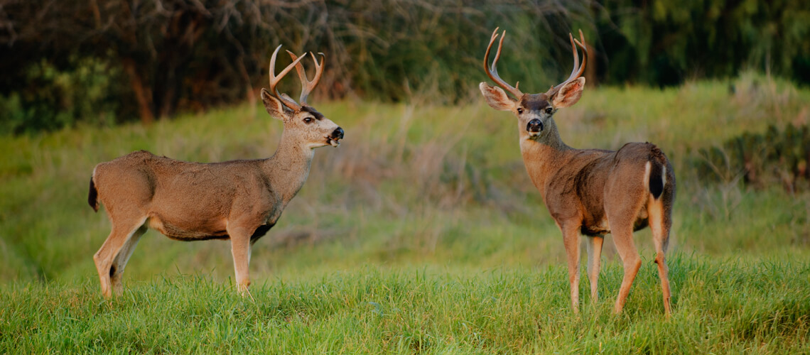 Sitka Black-Tailed Deer hunting