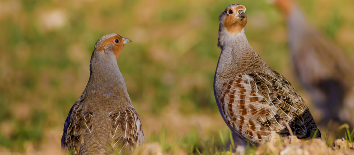 Partridge hunting