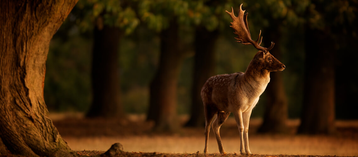 Fallow Deer hunting