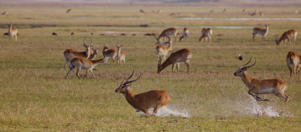 Kafue Lechwe hunting