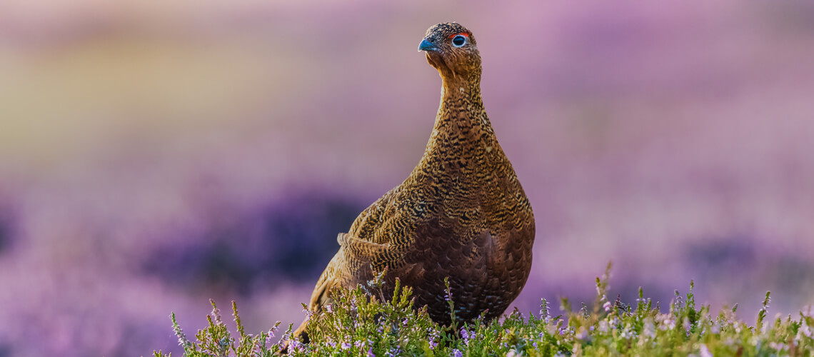 Grouse hunting