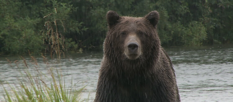 Brown bear hunting in Alaska