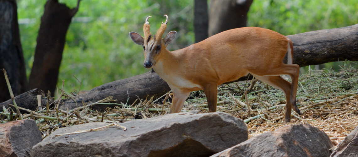 Muntjac Deer hunting